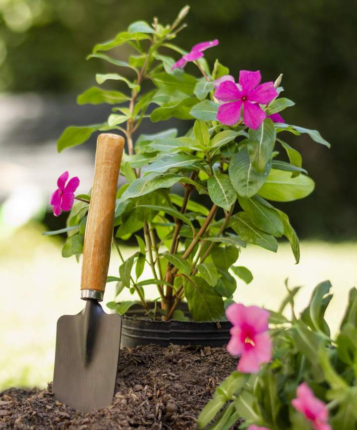 Travaux de jardinage La Rochelle