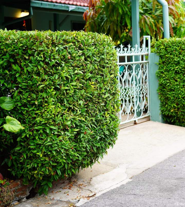 Taille de haies La Rochelle