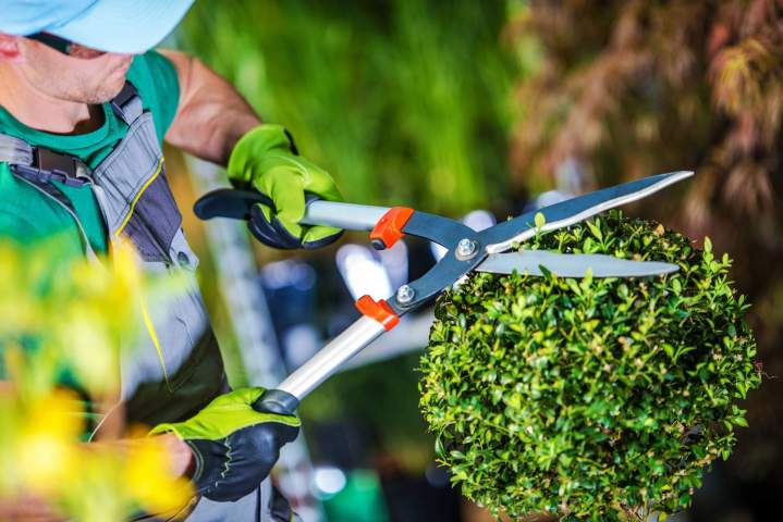 Entretien d'espace vert, haie et arbustes La Rochelle
